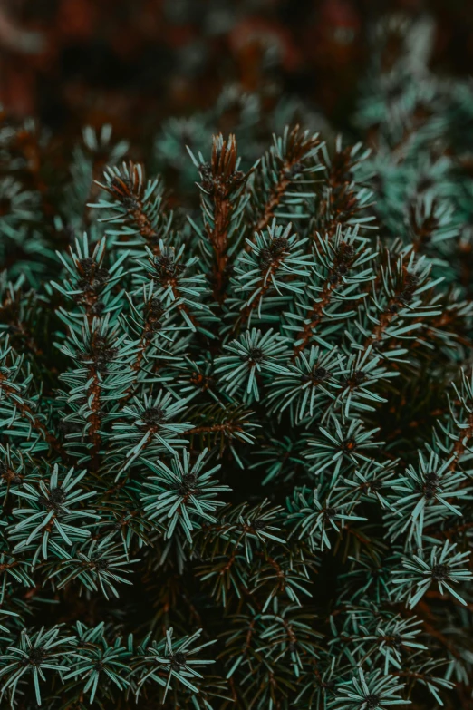 a close up of a plant with green leaves, an album cover, inspired by Elsa Bleda, trending on unsplash, tonalism, scary pines, brown and cyan color scheme, holiday season, thick bushes