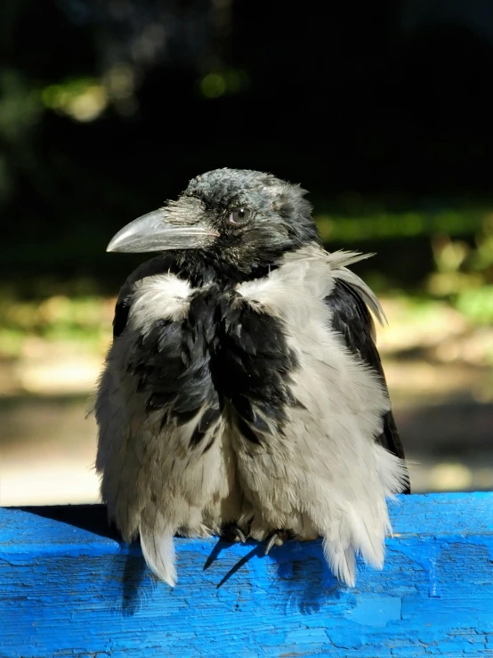 a black and white bird sitting on a blue bench, covered in matted fur, feathers growing from arms, highly polished, artyom turskyi