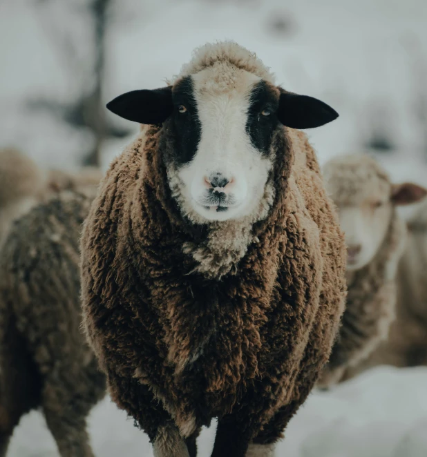 a herd of sheep standing on top of a snow covered field, pexels contest winner, renaissance, he is wearing a brown sweater, cinematic closeup, with a white nose, numerous dimly glowing eyes