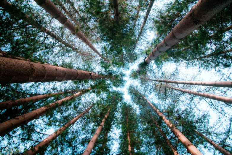 tall pine trees in a forest looking up at the sky, unsplash, precisionism, ((trees)), fisheye lens photography, birches, sustainable materials