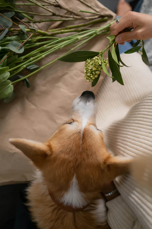 a person feeding a dog a bunch of flowers, trending on pexels, visual art, corgi, looking down from above, fern, linen