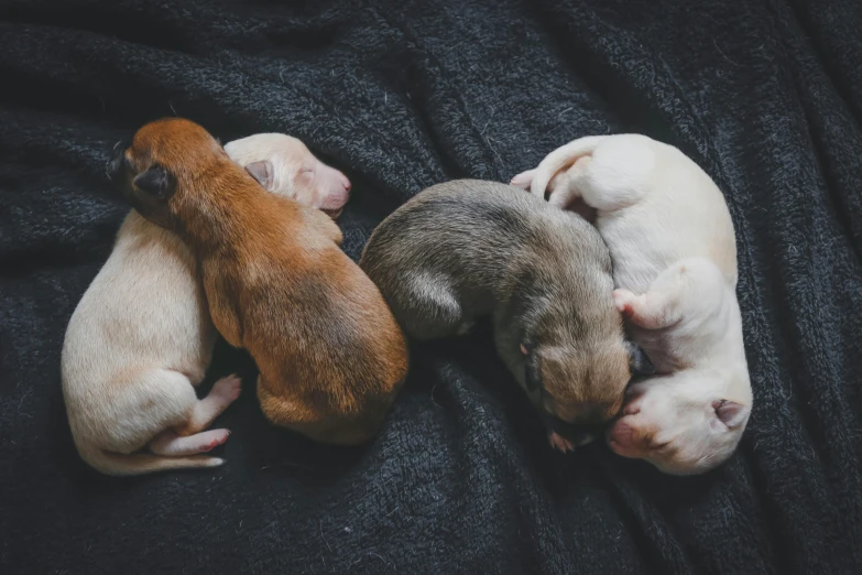 three puppies laying next to each other on a blanket, by Carey Morris, pexels contest winner, renaissance, hatching, miniature pig, generate multiple random colors, shot with sony alpha 1 camera