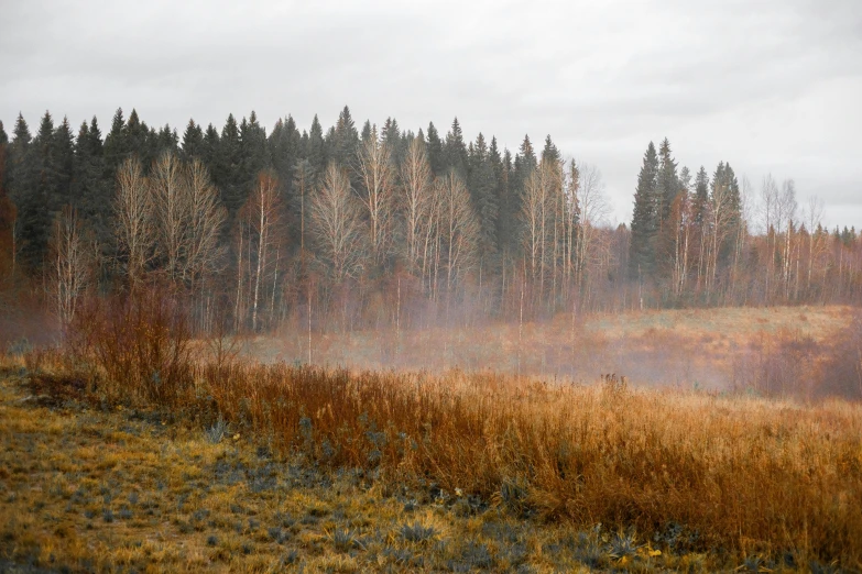 a foggy field with trees in the background, by Jaakko Mattila, pexels contest winner, land art, numerous fires, late autumn, birch swamp, spruce trees on the sides