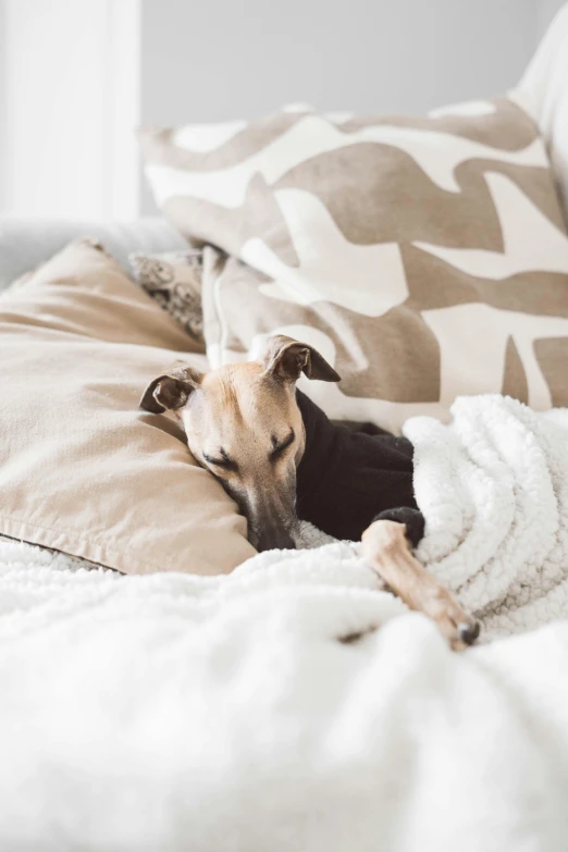 a dog laying on top of a bed covered in a blanket, trending on unsplash, throw pillows, sleeping beauty, australian, on a couch