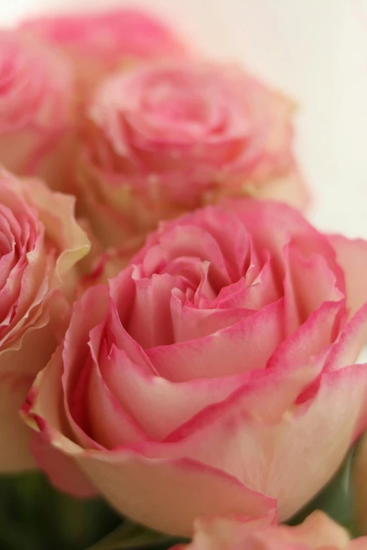 a close up of a bunch of pink roses, by Kristin Nelson, romanticism, vanilla, award-winning crisp details”, quality