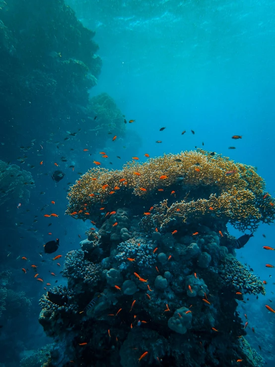 a group of fish swimming around a coral reef, pexels contest winner, cyan and orange, egypt, view from the side”, cinematic”