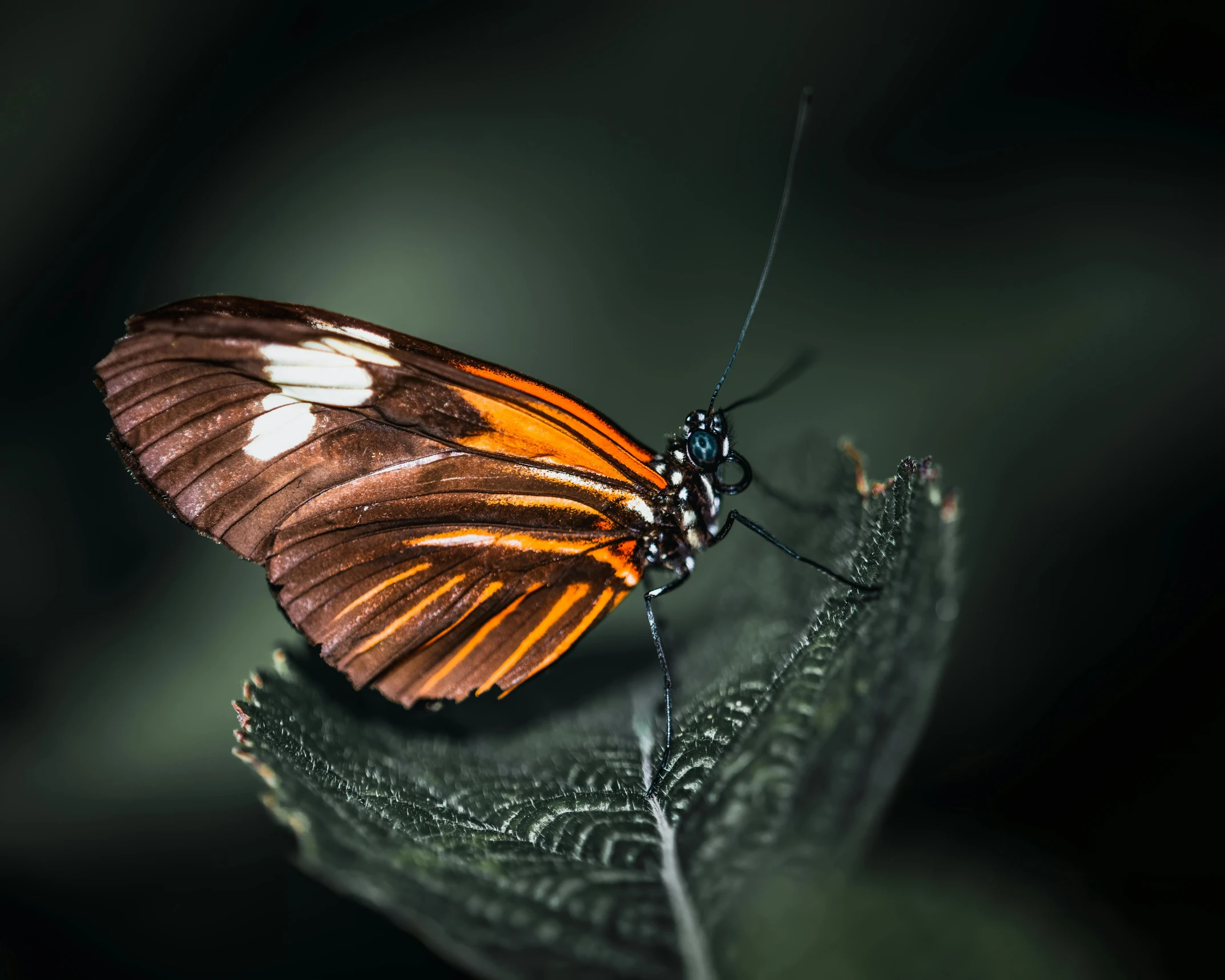 a close up of a butterfly on a leaf, by Adam Marczyński, pexels contest winner, dark sienna and white, highly polished, hd wallpaper, a high angle shot