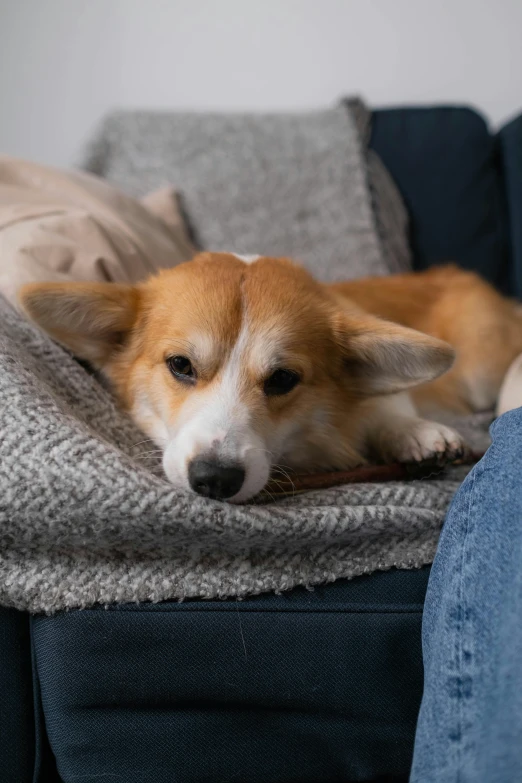 a brown and white dog laying on top of a couch, a portrait, trending on pexels, corgi cosmonaut, sad man, teenage girl, 8 k 4 k