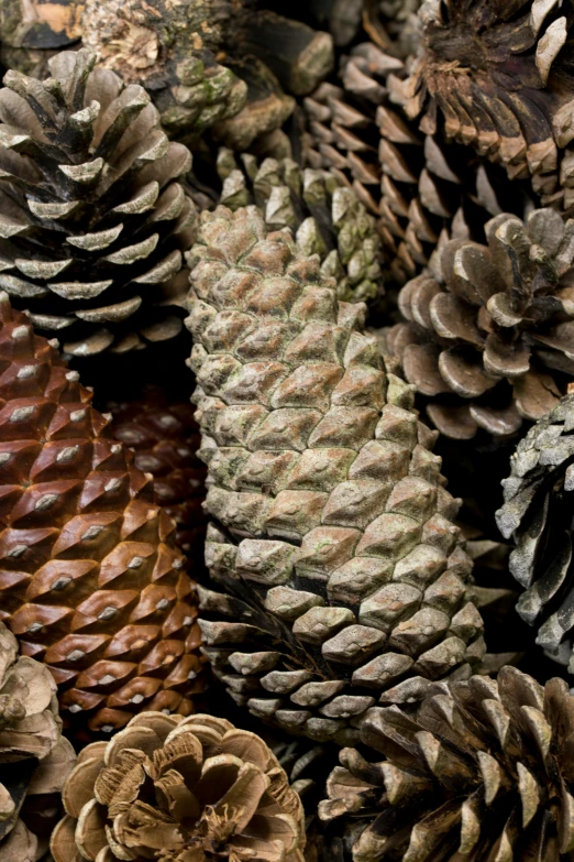a close up of a bunch of pine cones, an album cover, diverse species, giant sequoia, natural materials, full-size