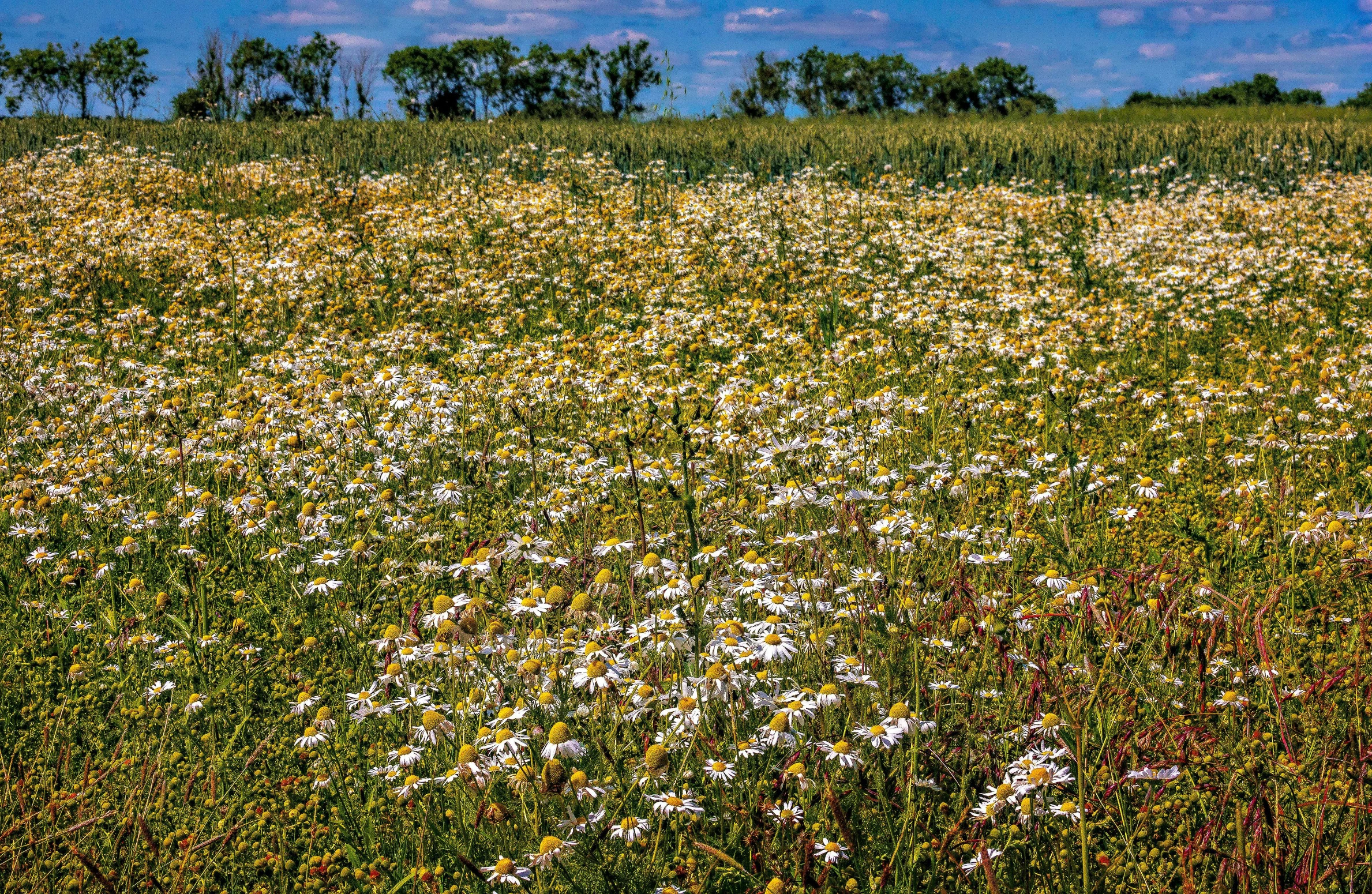 a field of wildflowers with trees in the background, by Peter Churcher, pexels, lots of little daisies, 1 6 x 1 6, old american midwest, panorama