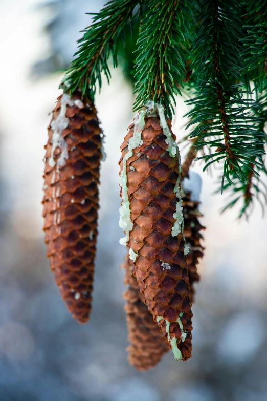 a couple of pine cones hanging from a tree, cryogenic pods, various sizes, beautiful features