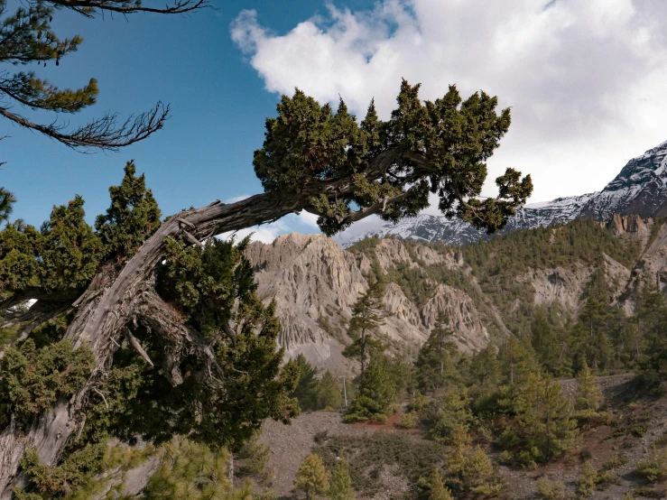 a close up of a tree with a mountain in the background, by Jessie Algie, unsplash, hurufiyya, mammoth, panorama view, rocky terrain, overhanging branches