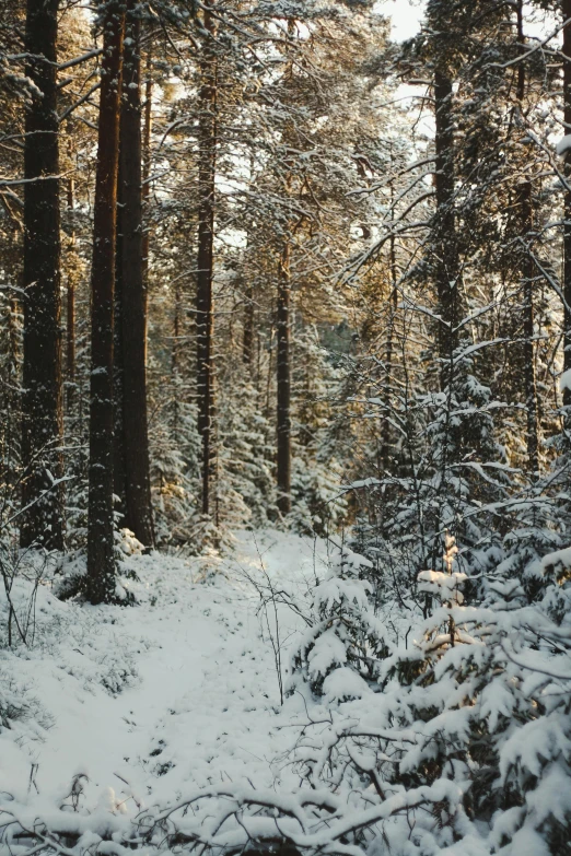 a snow covered forest filled with lots of trees, warm light, february)