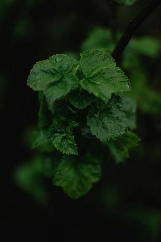 a close up of a plant with green leaves, a macro photograph, inspired by Elsa Bleda, unsplash, raspberry, ilustration, detailed medium format photo, multiple stories