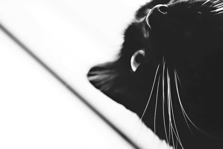 a black and white photo of a cat, a black and white photo, by Emma Andijewska, unsplash, minimalism, low angle!!!!, black hair black cat ears, instagram post, low - angle shot