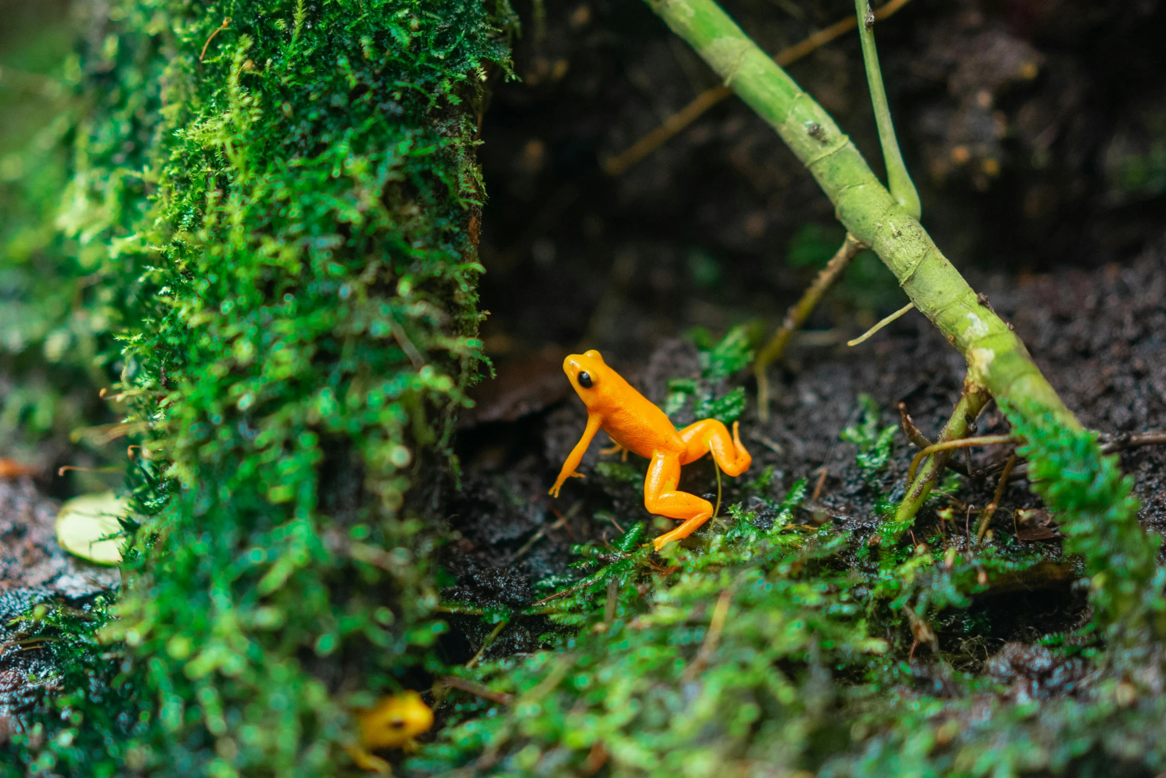 a small orange frog sitting on top of a moss covered forest, pexels contest winner, visual art, miniature action figure, colombian jungle, walking, a colorful