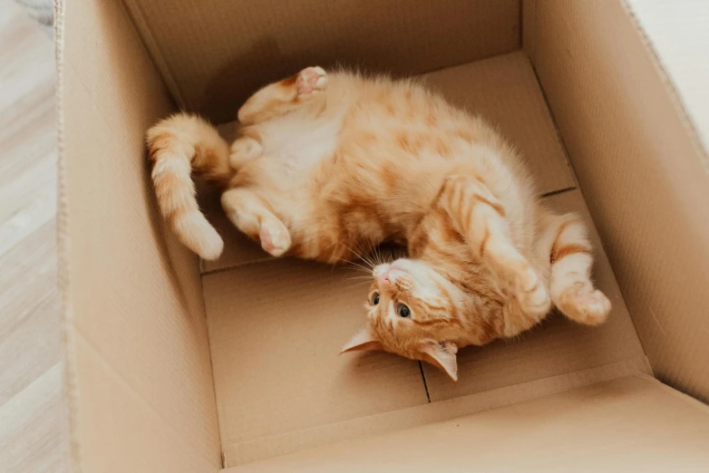 an orange cat laying in a cardboard box, pexels contest winner, swirling around, knees upturned, gif