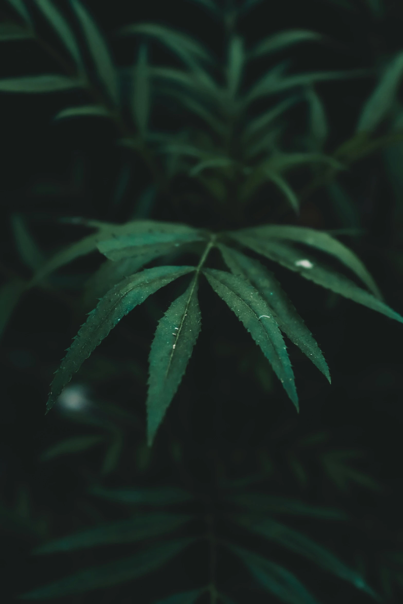 a plant with green leaves in the dark, unsplash, marijuana leaves ) wet, close up of lain iwakura, multiple stories, canvas