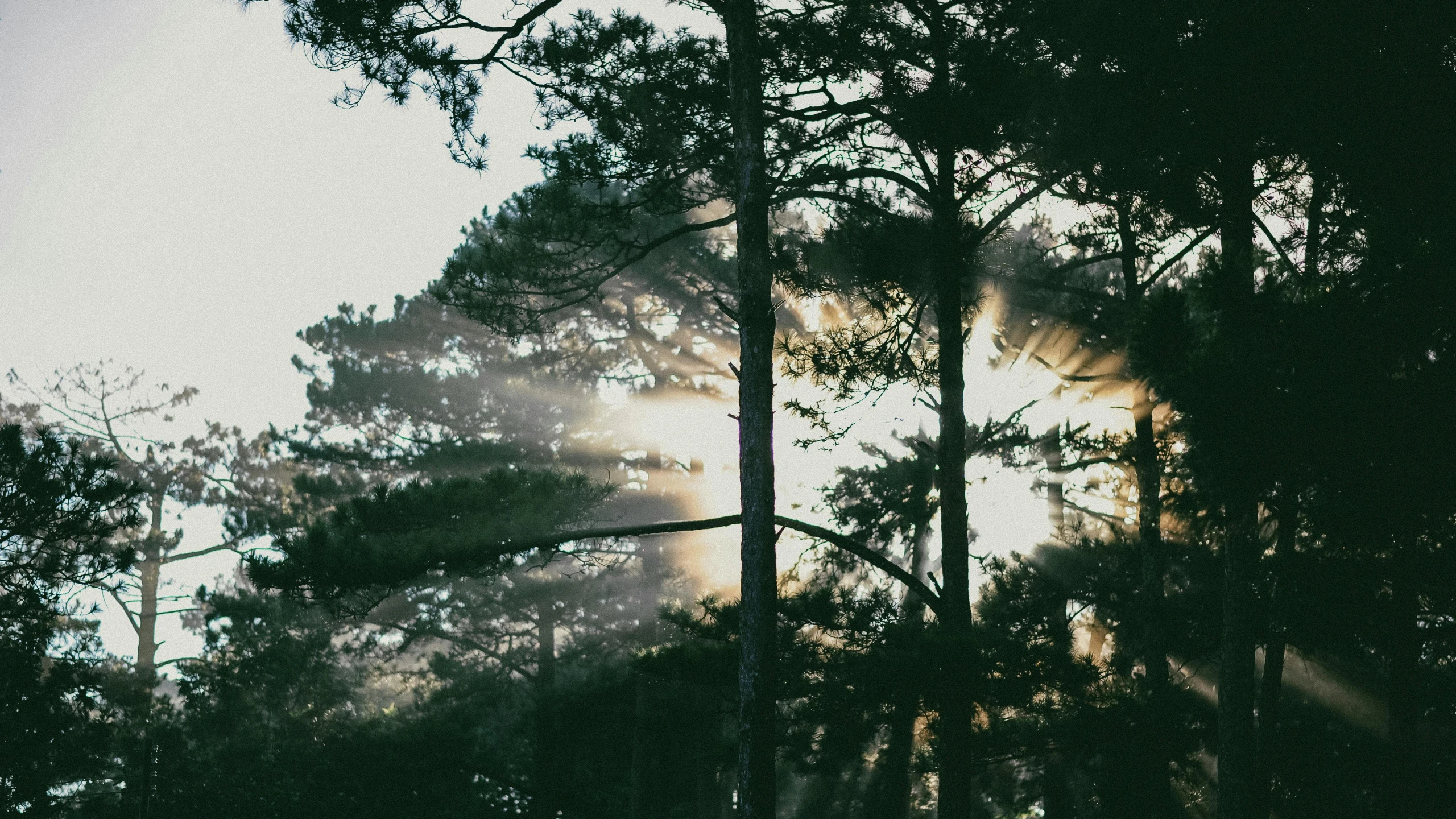 the sun shines through the trees in the forest, inspired by Elsa Bleda, pexels contest winner, pine tree, ((trees)), :: morning, with instagram filters