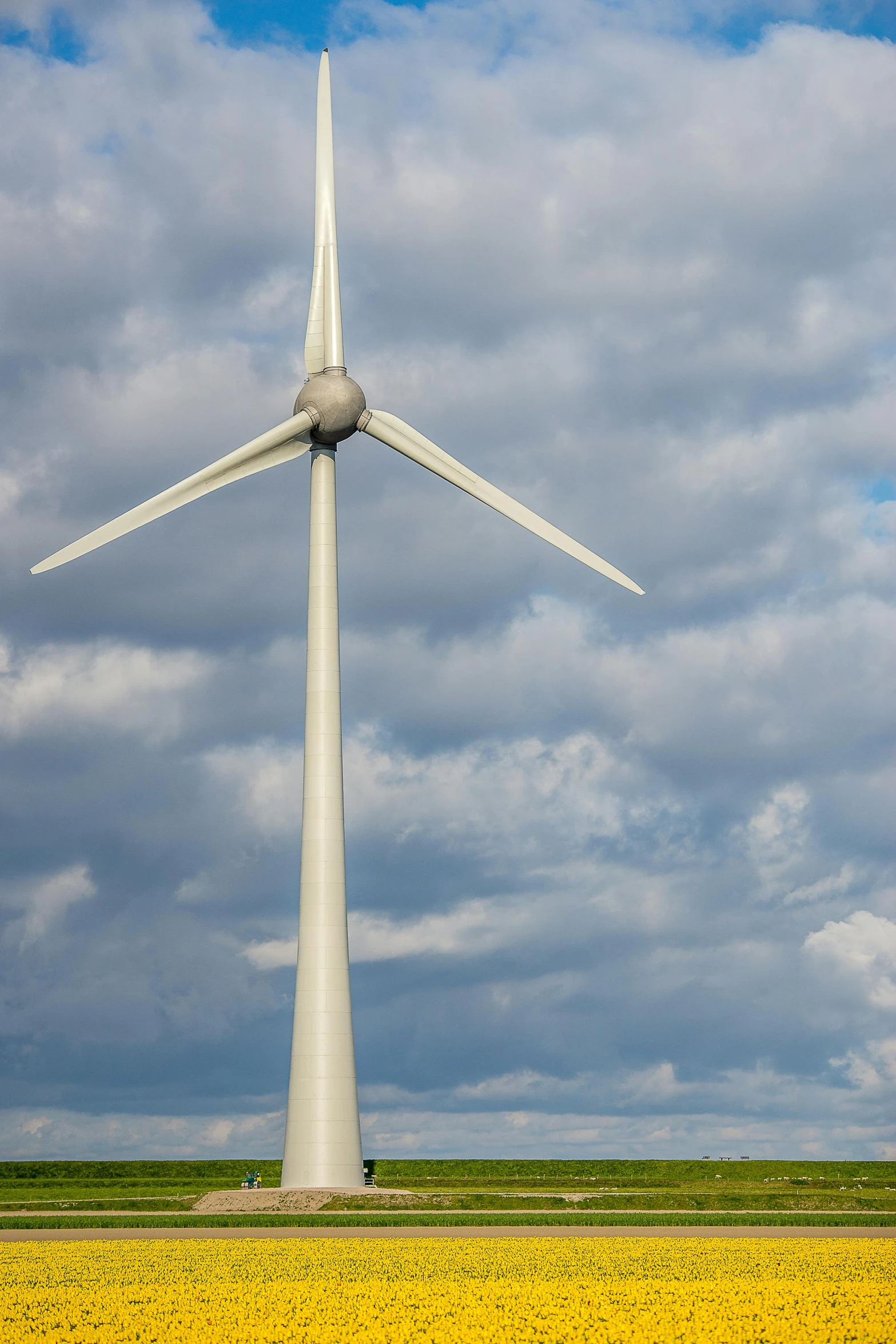 a wind turbine in a field of yellow flowers, a portrait, unsplash, detailed high resolution, partly cloudy, dan mumfor, #green