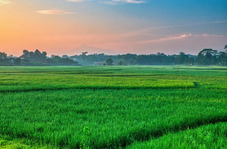 a field of green grass with trees in the background, pixabay, sumatraism, dawn setting, malaysia with a paddy field, indore, golden hour photo