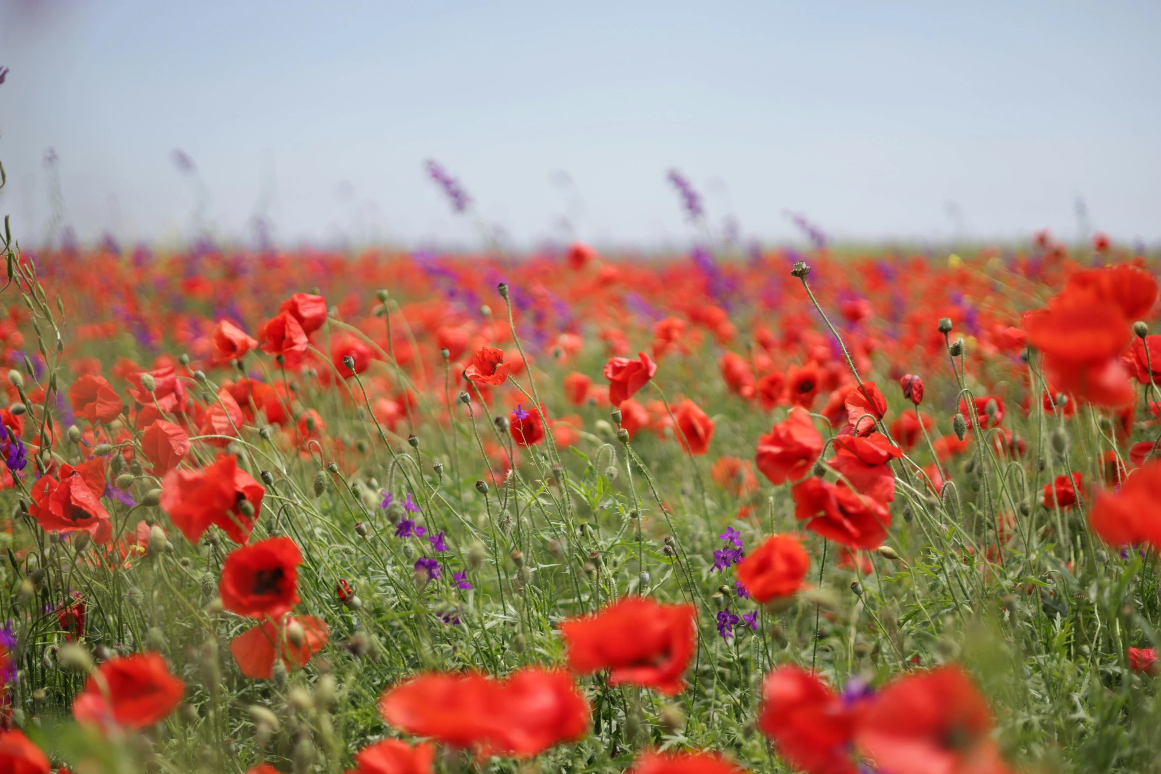 a field filled with lots of red flowers, by Julian Hatton, pexels, red and purple, mediterranean, print ready, lightweight