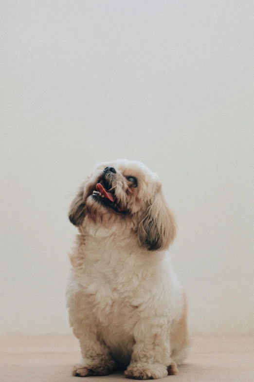 a small white dog sitting on top of a wooden floor, pexels contest winner, minimalism, happy with his mouth open, shih tzu, gif, looking at the ceiling