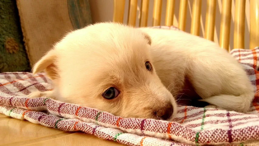 a small white dog laying on top of a blanket, pixabay, puppies, on a wooden table, resting after a hard fight, blue-eyed