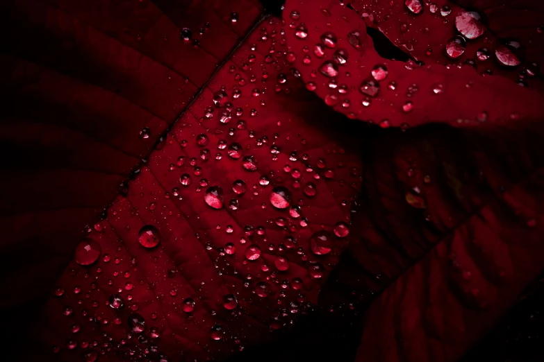 a red leaf with water droplets on it, a macro photograph, inspired by Elsa Bleda, pexels contest winner, ornate dark red opulent clothing, 4k/8k, rose petals, maroon red