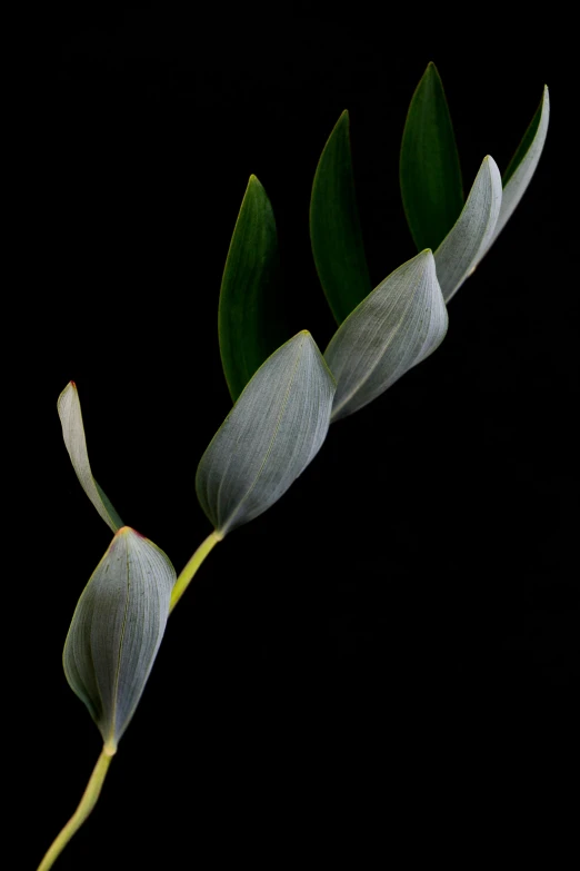a close up of a flower on a black background, by Peter Scott, hurufiyya, leaves foliage and stems, olive, grey shift, curving