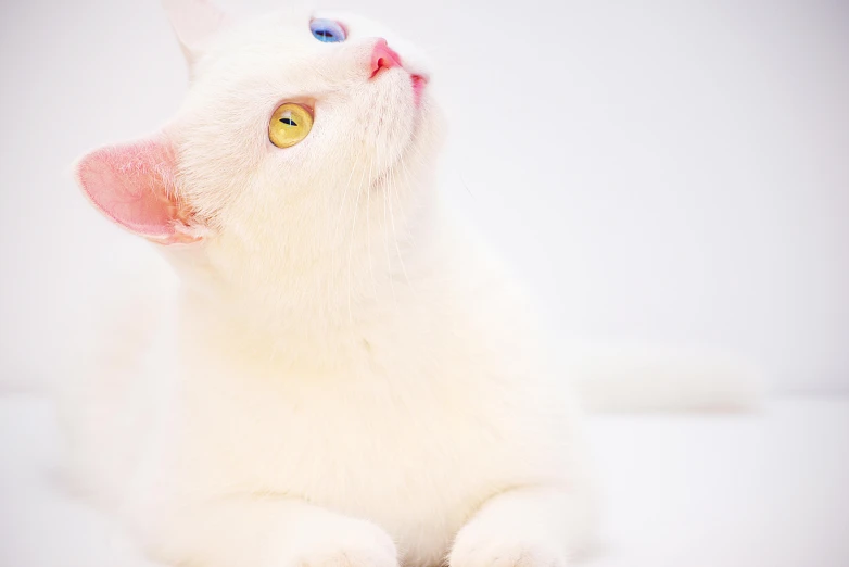 a white cat with blue eyes laying down, a pastel, trending on unsplash, rainbow colored, looking upwards, on a white table, colorful]”