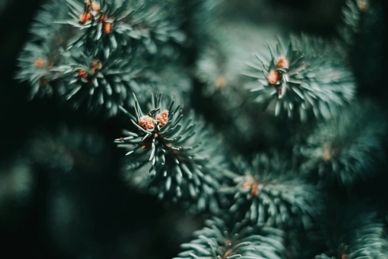 a close up of a pine tree branch, trending on pexels, shot on hasselblad, thumbnail, dark green tones, ((trees))