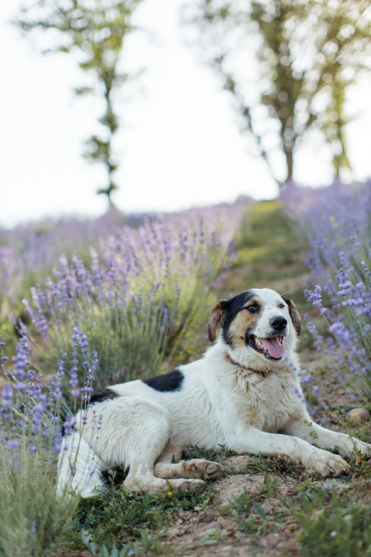 a dog that is laying down in the grass, by Jessie Algie, trending on unsplash, renaissance, lavender fields in full bloom, sitting cutely on a mountain, aussie, pits