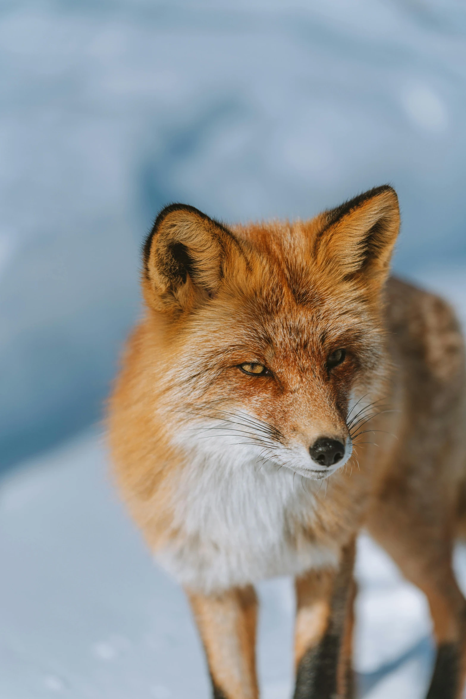 a red fox standing on top of snow covered ground, trending on pexels, renaissance, face closeup, mixed animal, fujifilm”