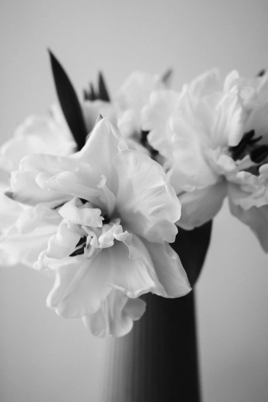 a black and white photo of flowers in a vase, inspired by Robert Mapplethorpe, romanticism, daffodils, soft and fluffy, uploaded, morning detail