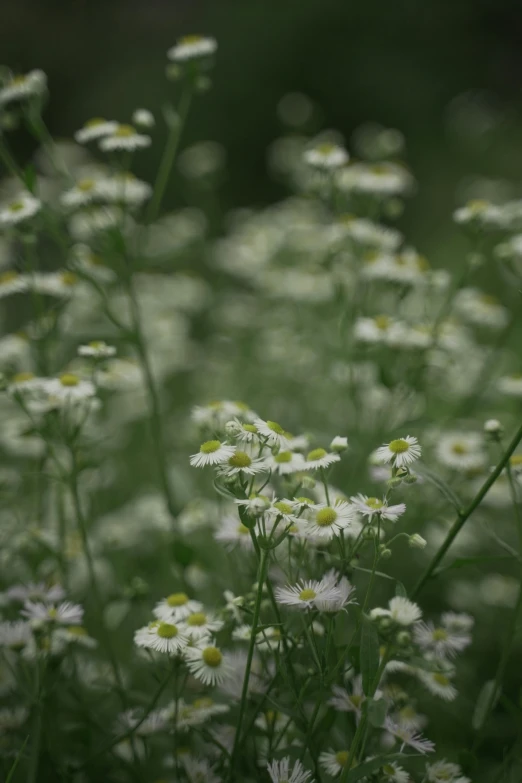 a bunch of white flowers sitting on top of a lush green field, unsplash, tonalism, blurry footage, herbs, ari aster, soft light - n 9