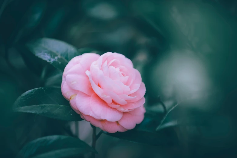 a pink flower sitting on top of a green plant, inspired by Elsa Bleda, unsplash, chanel, made of glazed, no cropping, japanese