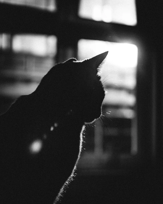 a black and white photo of a cat looking out a window, a black and white photo, by Julia Pishtar, lit in a dawn light, profile image, warrior cats, black silhouette