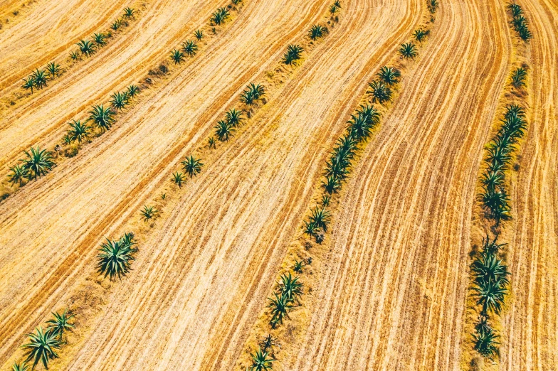 an aerial view of a field with palm trees, by Daniel Lieske, unsplash, land art, immaculate rows of crops, straw, gold, landscape of africa