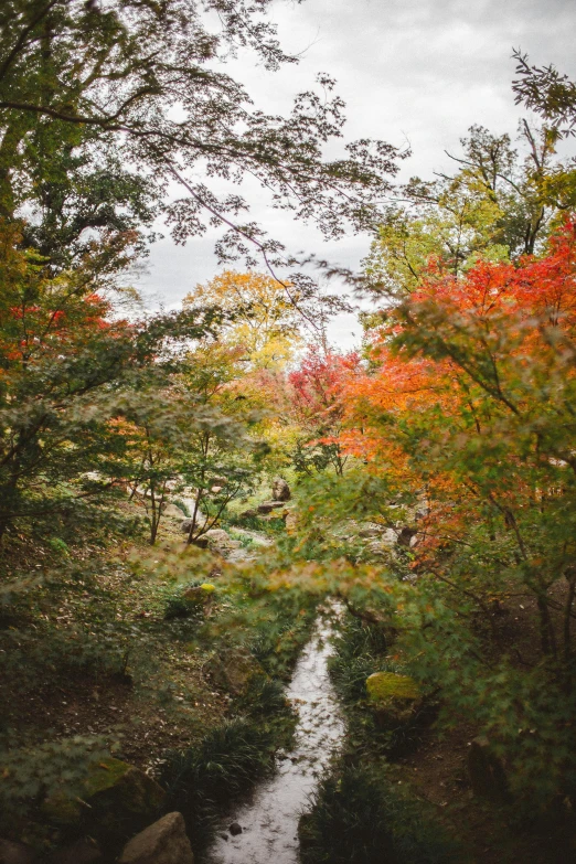 a stream running through a lush green forest, inspired by Miyagawa Chōshun, unsplash, sōsaku hanga, colorful autumn trees, seoul, 2 5 6 x 2 5 6 pixels, view from the distance