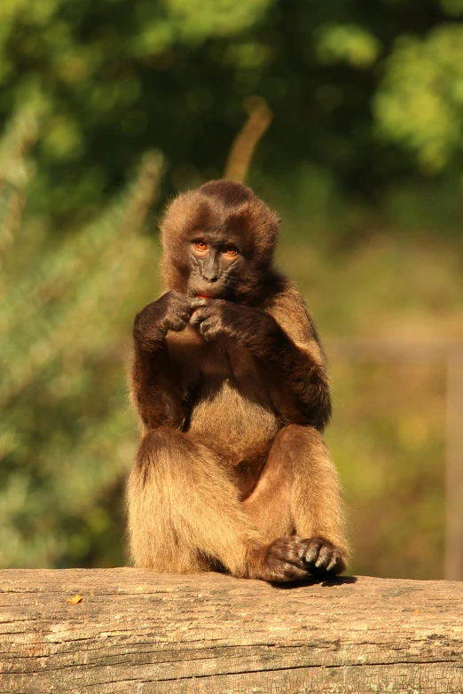 a monkey sitting on top of a wooden log, sitting on a table