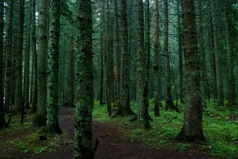 a forest filled with lots of green trees, inspired by Elsa Bleda, unsplash contest winner, black fir, huge tree trunks, ((trees))