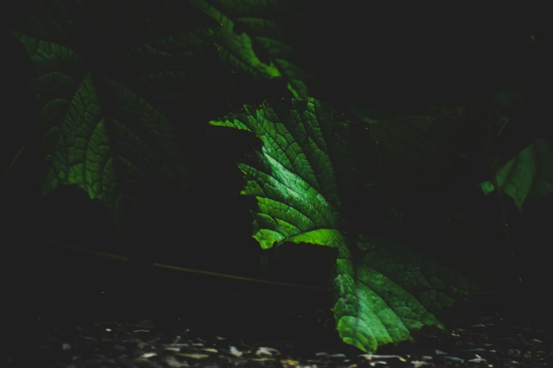 a close up of a leaf on the ground, inspired by Elsa Bleda, unsplash, dense lush forest at night, weed, black and green, plants inside cave