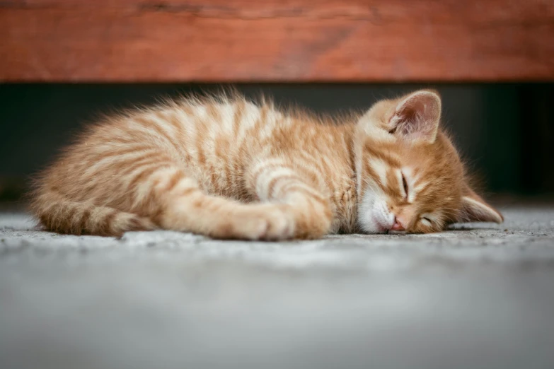 a cat that is laying down on the ground, by Julia Pishtar, pexels contest winner, hr ginger, sweet dreams, cute kittens, slightly pixelated