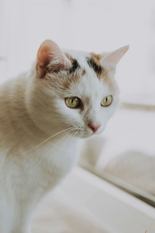 a white cat sitting on top of a window sill, a picture, unsplash, close - up of face, calico, gazing off into the horizon, on a white table