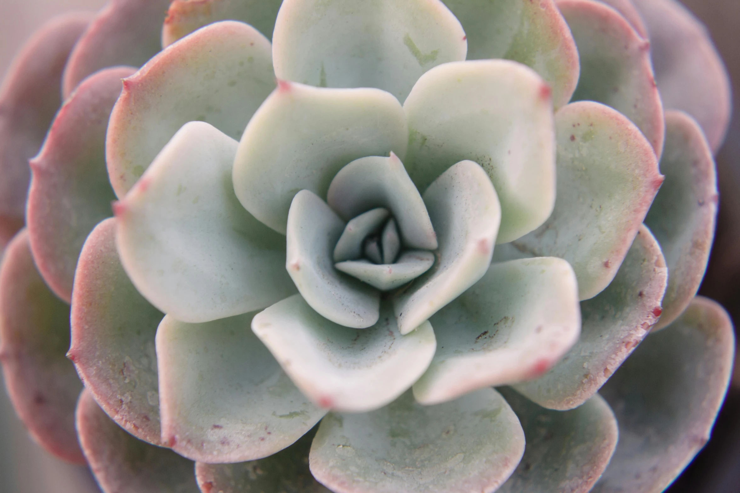 a close up of a flower on a plant, light grey, cacti, rosette, organic ceramic white