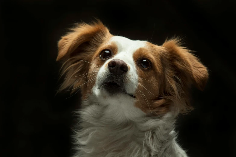 a close up of a dog with a black background, by Jan Tengnagel, pexels contest winner, aussie, small ears, looking upward, ilustration