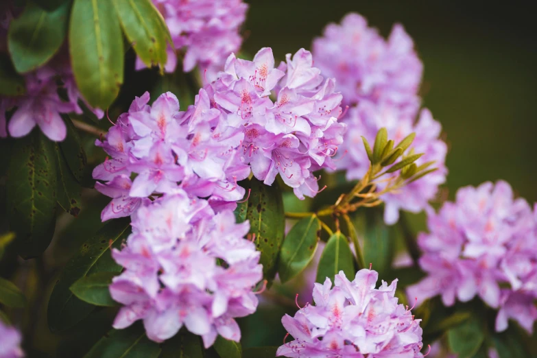 a close up of a bunch of purple flowers, unsplash, instagram post, parks and gardens, pink, made of glazed