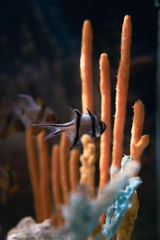 a fish that is swimming in a tank, by Carey Morris, pexels contest winner, renaissance, dipstick tail, coral, a pair of ribbed, tall