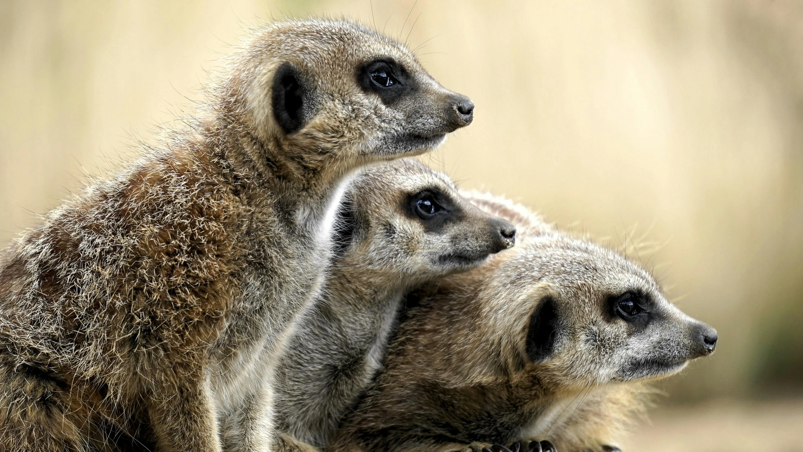 a couple of meerkats sitting next to each other, a portrait, trending on pexels, avatar image, three animals, photographed for reuters, grey